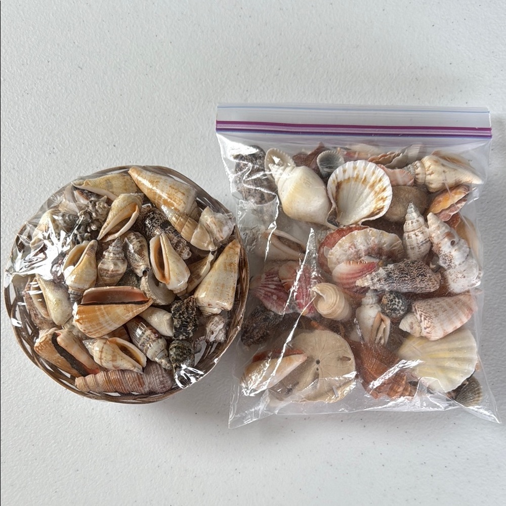 Assorted Seashell Collection